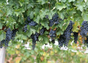 wine-grapes 7