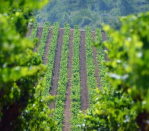 El Pack Barón de Ley Reserva 2015, cuatro botellas de un reserva clásico riojano 4 Barón de Ley