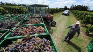 Latinoamérica: 5 rutas del vino para amantes del enoturismo 4 Canelones-Uruguay-rutas del vino