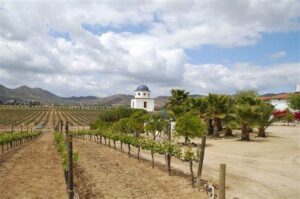 Latinoamérica: 5 rutas del vino para amantes del enoturismo 5 El Valle de Guadalupe rutas del vino