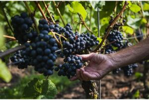 Los premios Decanter: 92 puntos para vino boliviano 4 La Concepción Decanter 2