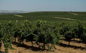 Rueda: más que vino Verdejo para esta Navidad 2020 4 El Norte de Castilla La cosecha de 2018 de la DO Rueda recibe la calificación de «muy buena»