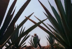 La Mezcalería de Madrid