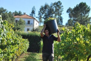 Vino verde: tintes ácidos y ligeramente espumoso 5 El vino verde se suele hacer a escala doméstica