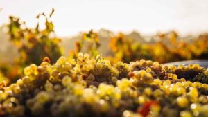Vinos naturales: cuestión de debate, movimiento e intereses 4 Vinos naturales