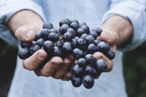 Resveratrol: sustancia del vino, beneficios para el cerebro 4 uvas utilizadas para hacer esa bebida