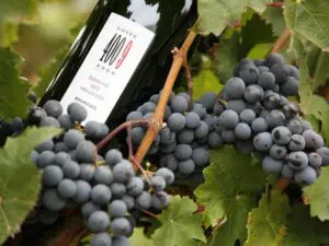 Valle del Loira: el mejor lugar para beber vino en Francia 3 Valle del Loira