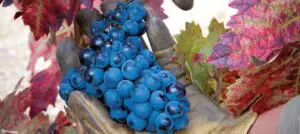 Elaboración del vino: ¿declive de la barrica de roble? 4 Heladas, pedrisco, sequía y olas de calor