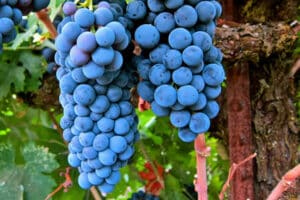 Vino tinto: 3 uvas tintas que compiten por el puesto cimero 4 vino tinto Merlot