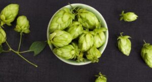 La elaboración de la cerveza (Parte 1): la malta y el lúpulo 4 Elaboración de la cerveza lúpulo