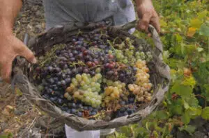 Vino de uvas editadas genéticamente: ¿remplazo para las variedades tradicionales menos resistentes? 4 Uvas editadas
