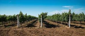 Cultivo de la uva: almacenes de azúcares convertidos en vinos 6 La preparación del terreno