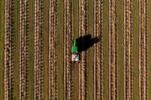 ¿Podrá Australia competir con el tequila de México? 3 Plantación de Top Shelf