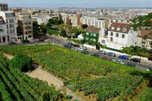 Viñedos urbanos: buen vino en terrazas de 45 metros cuadrados 4 viñedos urbanos