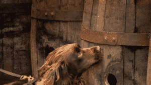 La destilería de whisky Girvan contrata cocker spaniel 4 Rocco