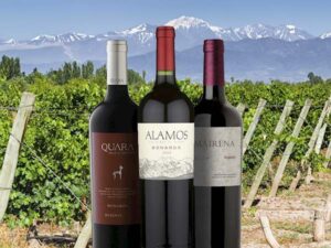 Bonarda, uva de gran potencial en Argentina 5 Bonarda