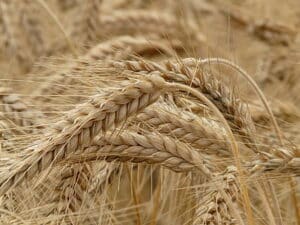 El cambio climático amenza la producción de whisky ya en 2022 3 El cambio climático podría afectar ya en 2022 a la producción de cebada